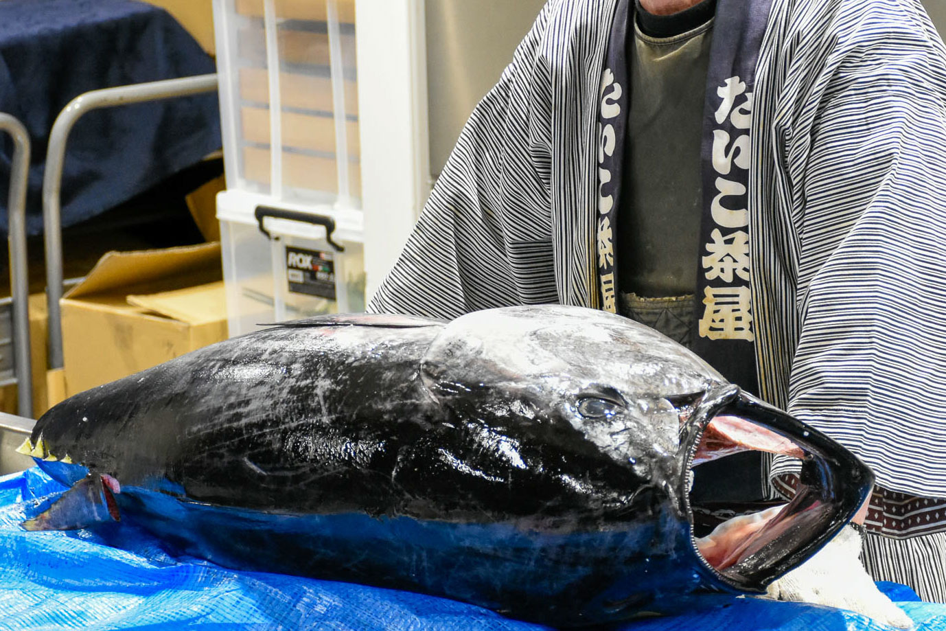 【ホール】懇親会＋マグロ解体ショー